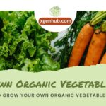 5 Ways to Grow Your Own Organic Vegetables at Home