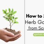 How to Start a Herb Garden from Scratch