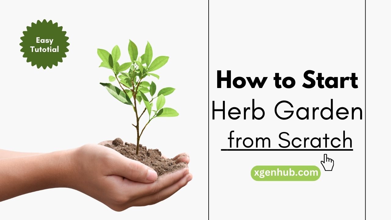 How to Start a Herb Garden from Scratch